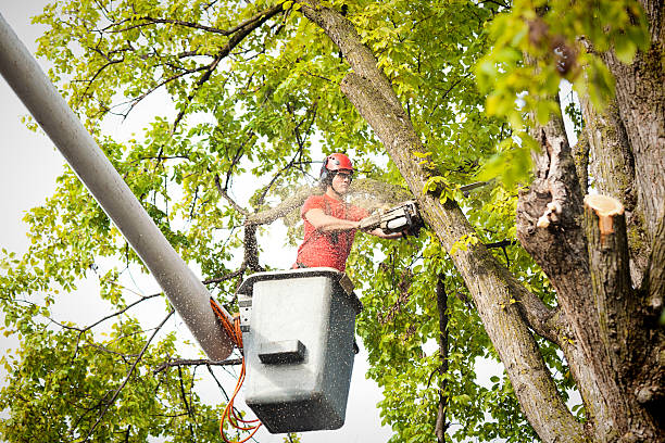 Tree Removal for Businesses in Dunnavant, AL